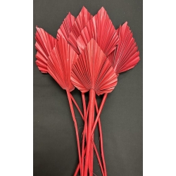 Palm Spear Red 4-5" (8)